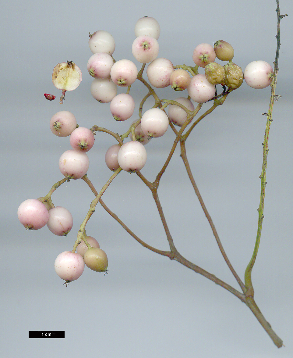 High resolution image: Family: Rosaceae - Genus: Sorbus - Taxon: microphylla agg.